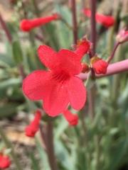 Penstemon utahensis
