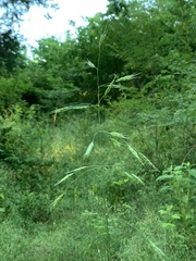 Bromus commutatus