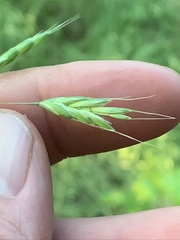 Bromus commutatus