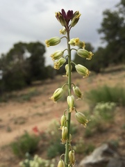 Streptanthus longirostris