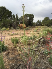 Streptanthus longirostris