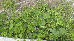 Alchemilla subcrenata
