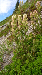 Castilleja parviflora albida