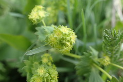Alchemilla subcrenata