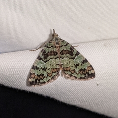 Hydriomena speciosata