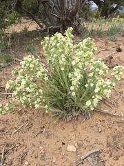 Oreocarya flavoculata