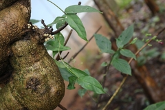 Coscinium fenestratum