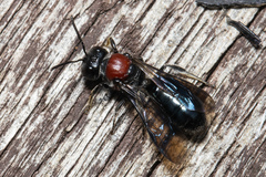 Callomelitta picta