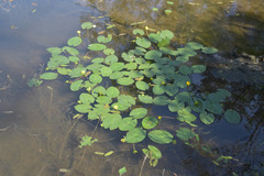 Nuphar pumila