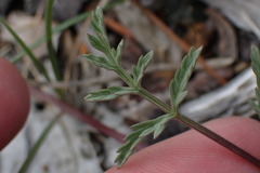 Lomatium tracyi