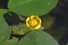Nuphar pumila