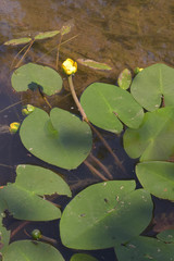 Nuphar pumila