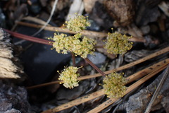 Lomatium tracyi