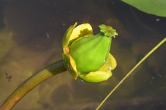 Nuphar pumila