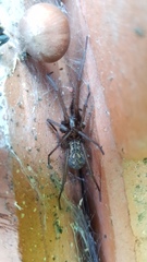 Eratigena