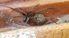 Eratigena