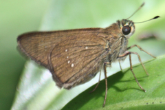 Pelopidas mathias mathias