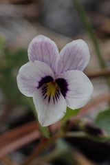 Viola cuneata