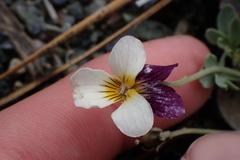 Viola hallii