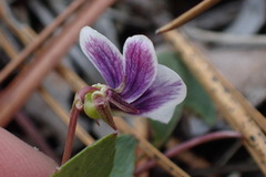 Viola cuneata