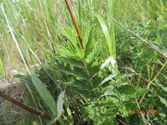 Filipendula stepposa