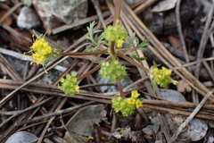Sanicula graveolens