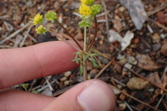Sanicula graveolens