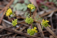 Sanicula graveolens