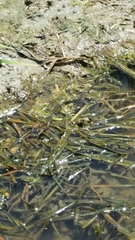 Nerodia clarkii clarkii