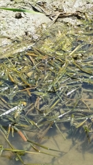 Nerodia clarkii clarkii