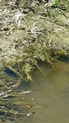 Nerodia clarkii clarkii