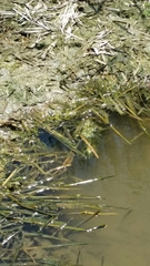 Nerodia clarkii clarkii