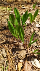 Allium microdictyon