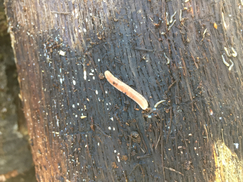 Platydesmida
