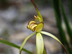Caladenia orientalis