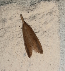 Schoenobius gigantella