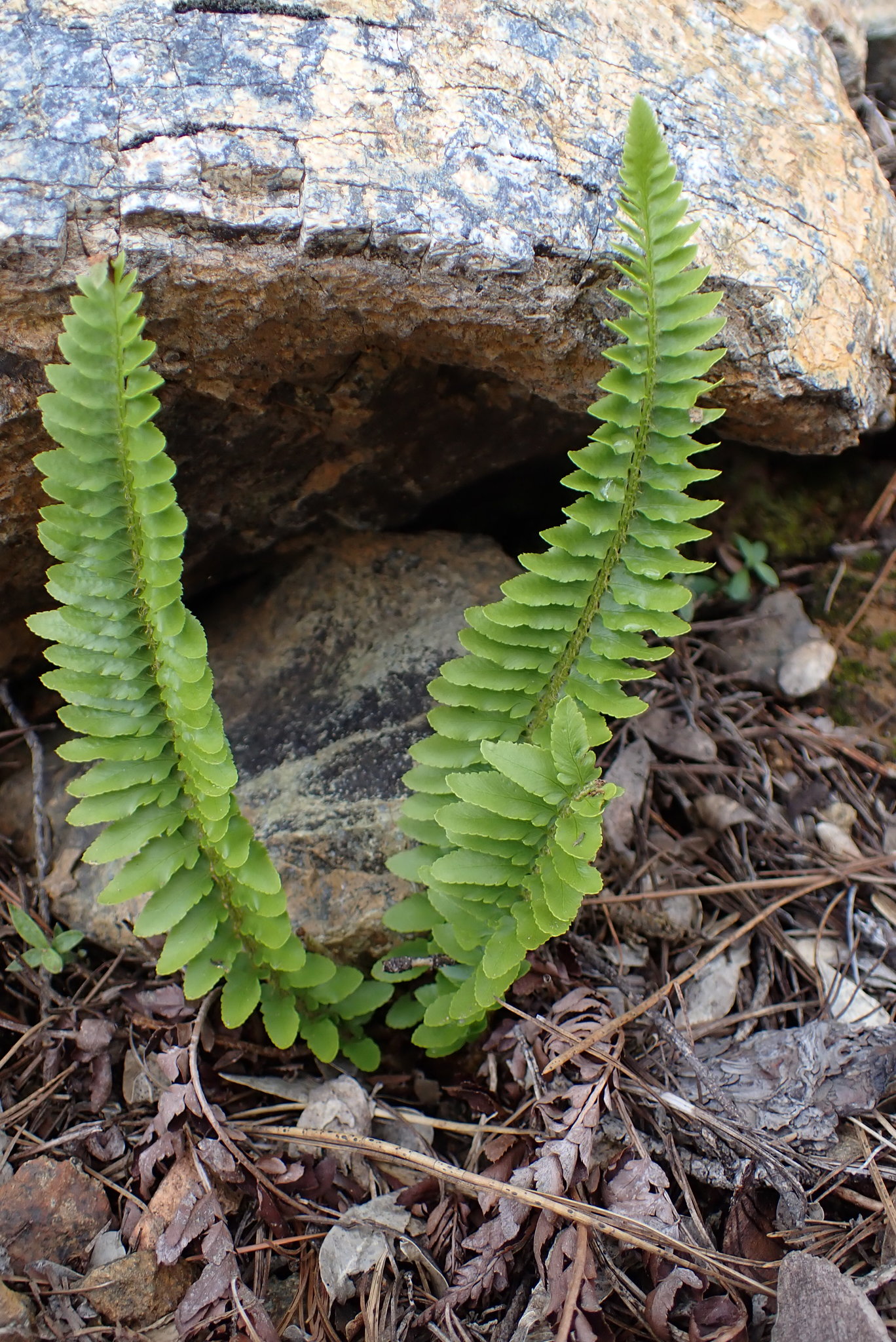 Polystichum scopulinum