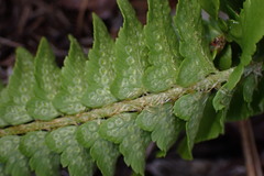 Polystichum scopulinum