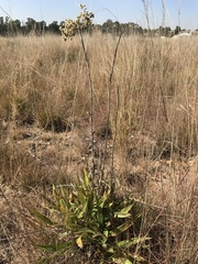 Helichrysum nudifolium