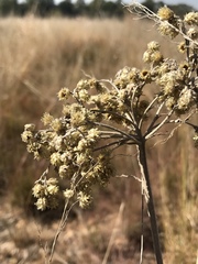 Helichrysum nudifolium