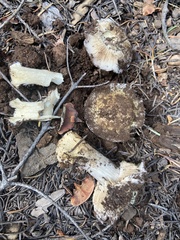Cortinarius subolivascens