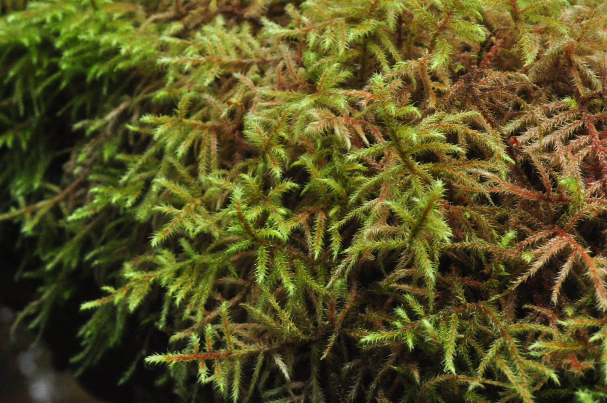Rhytidiadelphus loreus