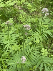Valeriana transjenisensis