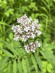 Valeriana transjenisensis