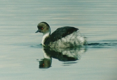Podiceps occipitalis