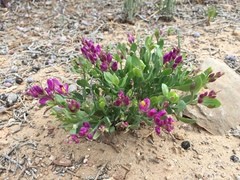 Rhinotropis subspinosa