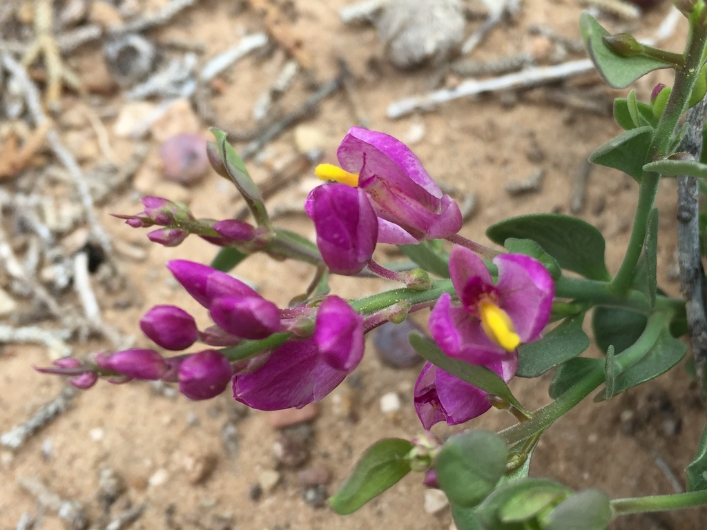 spiny milkwort