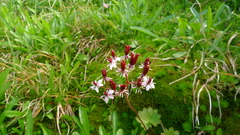 Micranthes punctata