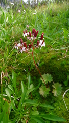 Micranthes punctata