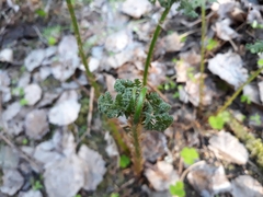 Pteridium pinetorum